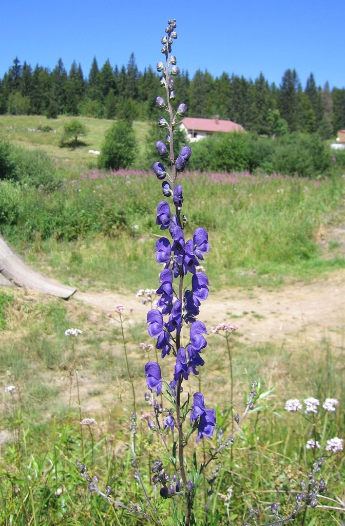 Aconitum napellus